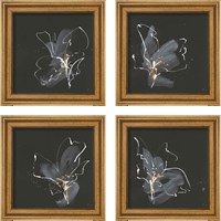 Framed 'Modern Flower 4 Piece Framed Art Print Set' border=