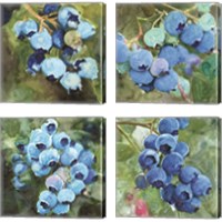 Framed Blueberries  4 Piece Canvas Print Set
