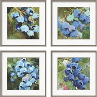 Framed Blueberries  4 Piece Framed Art Print Set