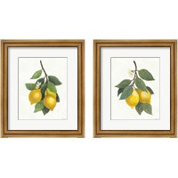 Framed Lemon Branch 2 Piece Framed Art Print Set