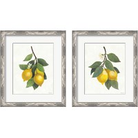 Framed 'Lemon Branch 2 Piece Framed Art Print Set' border=