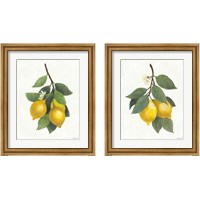 Framed 'Lemon Branch 2 Piece Framed Art Print Set' border=