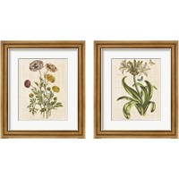 Framed 'Herbal Botany 2 Piece Framed Art Print Set' border=