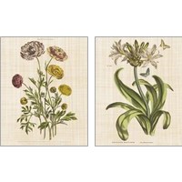 Framed 'Herbal Botany 2 Piece Art Print Set' border=