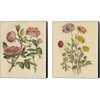 Framed 'Herbal Botany  2 Piece Canvas Print Set' border=