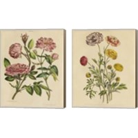 Framed 'Herbal Botany  2 Piece Canvas Print Set' border=