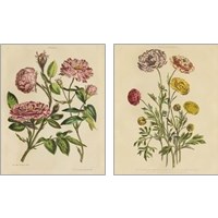 Framed 'Herbal Botany  2 Piece Art Print Set' border=