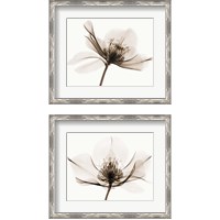 Framed 'Hellebore  2 Piece Framed Art Print Set' border=