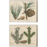 Framed Antique Botanical  2 Piece Canvas Print Set