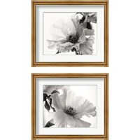 Framed Translucent Peony BW 2 Piece Framed Art Print Set