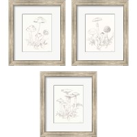 Framed Nature Sketchbook 3 Piece Framed Art Print Set