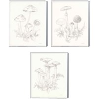 Framed 'Nature Sketchbook 3 Piece Canvas Print Set' border=