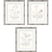 Framed 'Nature Sketchbook 3 Piece Framed Art Print Set' border=
