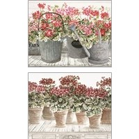 Framed 'Potted Geranium Mix 2 Piece Art Print Set' border=