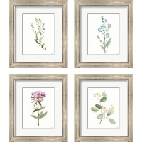 Framed 'Flowers of the Wild 4 Piece Framed Art Print Set' border=